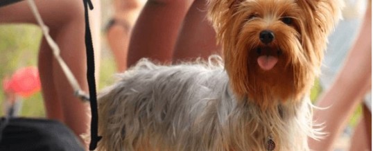 Des animaux pour contribuer à votre bonheur ?