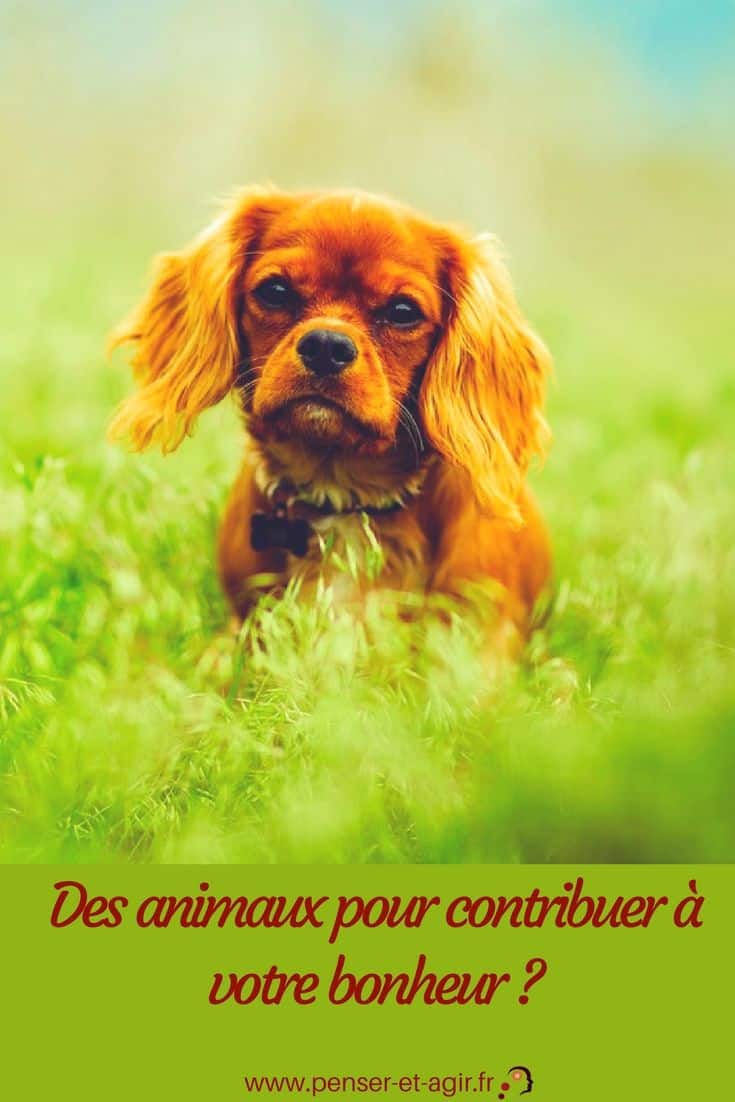 Des animaux pour contribuer à votre bonheur ?
Vous vous trouvez dans une phase particulièrement difficile de votre vie ? Vous êtes déprimé comme jamais vous ne l’avez été et vous vous sentez très seul ? Ou tout simplement vous trouvez qu’il manque quelque chose à votre routine ? C’est peut-être le moment de penser à adopter un petit compagnon !