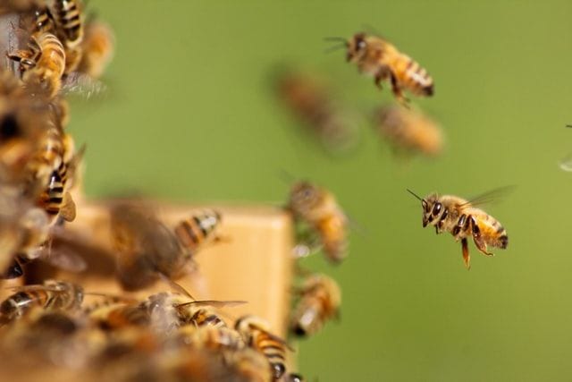 soigner la peur des abeilles