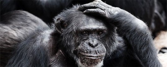 Intelligence animale : qu’est-ce que c’est exactement ?