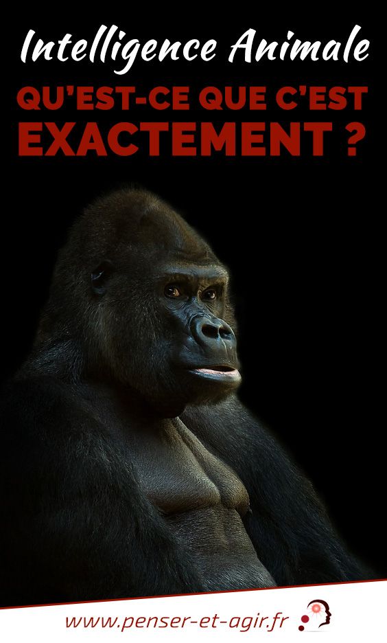 Intelligence animale : qu’est-ce que c’est exactement ?
Vous voulez en savoir plus sur l’intelligence animale ? Cet article traite le sujet sous tous ces angles et incite à la compréhension du monde animal.