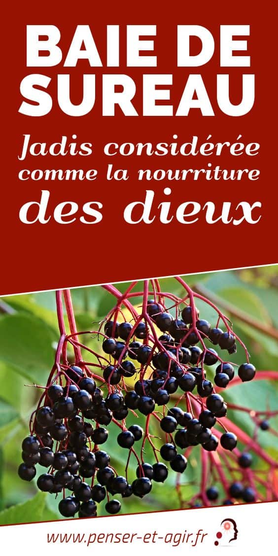Baie de sureau : jadis considérée comme la nourriture des dieux
La baie de sureau est non seulement riche en vertus, mais aussi riche en histoire. En effet, il a été découvert que les hommes en consommaient depuis l’âge de pierre. Du temps de l’époque romaine et grecque, on l’appelait « la nourriture des dieux ». Les femmes s’en servaient également pour s’éclaircir le teint.