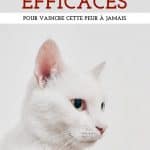 Phobie des chats : 3 solutions efficaces pour vaincre cette peur à jamais