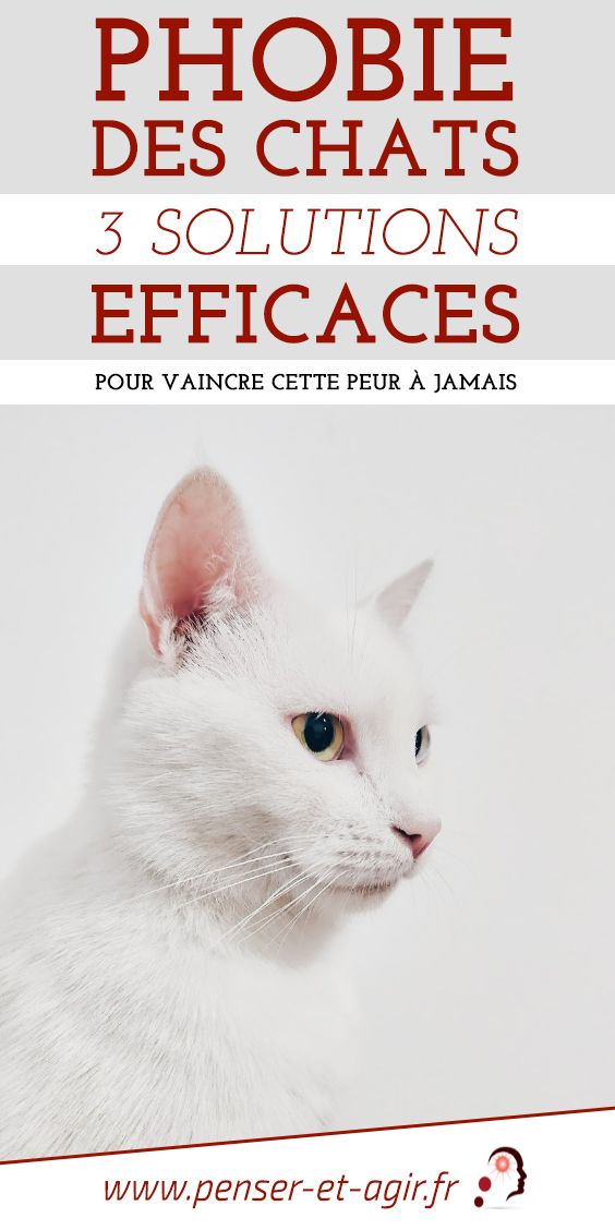Phobie des chats : 3 solutions efficaces pour vaincre cette peur à jamais
Avez-vous la phobie des chats ou un proche ailurophobe ? Je vous propose de découvrir 3 solutions efficaces pour vaincre cette peur des chats à jamais.