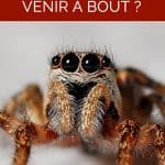 Phobie des araignées : comment en venir à bout ?