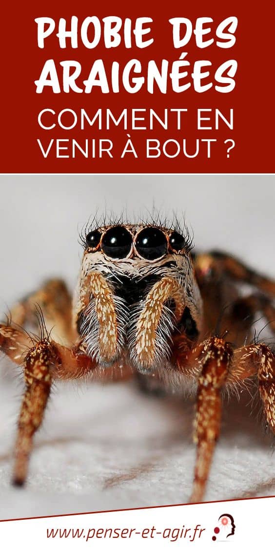 Phobie des araignées : comment en venir à bout ?
Bien que courante,la phobie des araignées peut devenir un vrai handicap pour les personnes qui en souffrent. Voici comment la traiter efficacement.