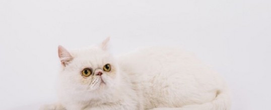Phobie des chats : 3 solutions efficaces pour vaincre cette peur à jamais
