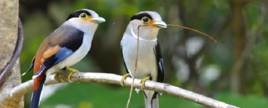 Phobie des oiseaux : Quand les oiseaux deviennent nos pires cauchemars