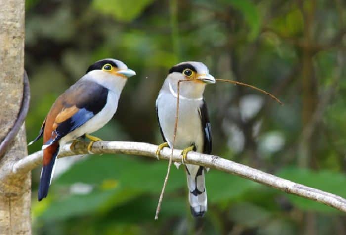 Phobie des oiseaux : Quand les oiseaux deviennent nos pires cauchemars