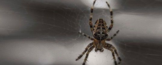 Phobie des araignées :  comment en venir à bout ?