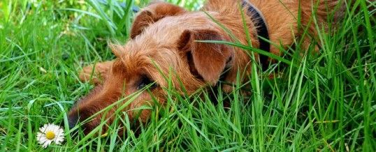 Fleur de bach pour chien : l’élixir de bien-être de votre boule de poil