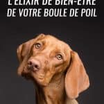 Fleur de bach pour chien : l'élixir de bien-être de votre boule de poil