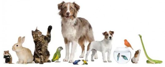 Syndrome de noé : quand le héros des animaux devient leur bourreau