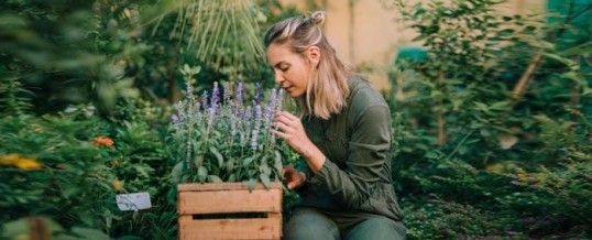 Plantes relaxantes : remèdes naturels pour combattre le stress