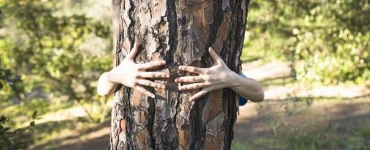 bain de forêt