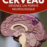 Muscler son cerveau : devenez un Popeye neurologique