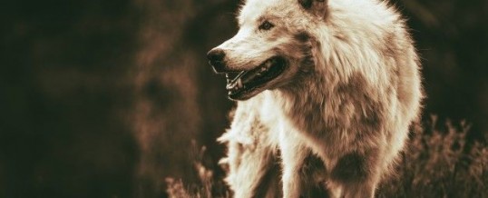 Animal Totem loup et son symbolisme : ce que vous devez savoir
