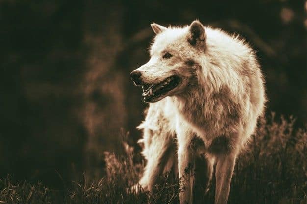 animal totem loup