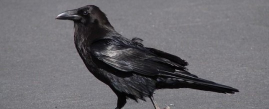 Animal totem corbeau et son symbolisme : ce que vous devez savoir