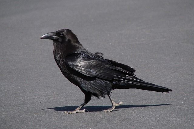 Animal totem corbeau et son symbolisme : ce que vous devez savoir