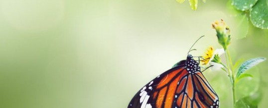 Animal totem papillon et son symbolisme : ce que vous devez savoir