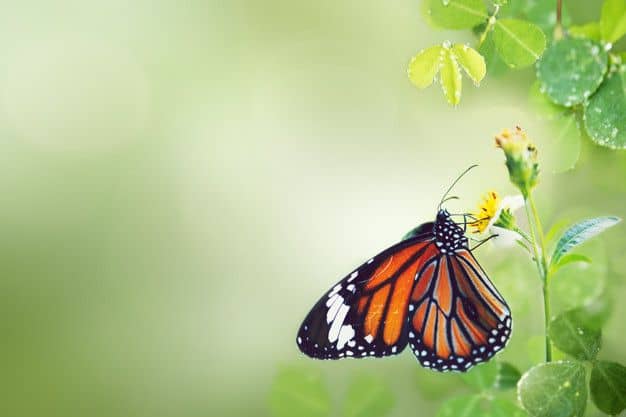 Animal totem papillon