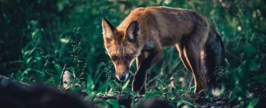 Tout savoir sur l’animal totem renard et son symbolisme