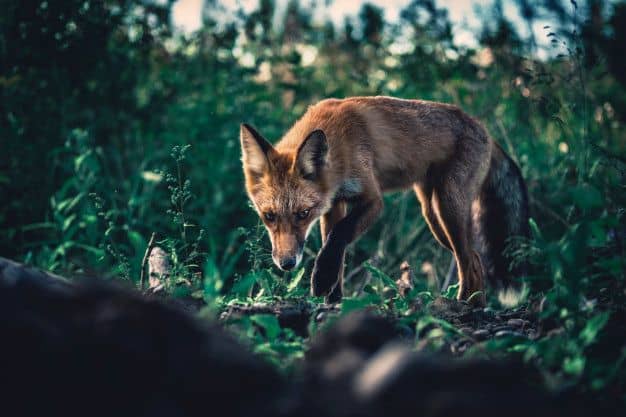 Animal totem renard, symbole de l’agilité et de la force mentales