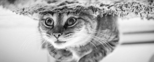 Animal totem chat : une vue d’ensemble sur le symbolisme de ce totem