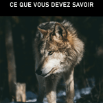 Animal Totem loup et son symbolisme : ce que vous devez savoir