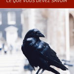 Animal totem corbeau et son symbolisme : ce que vous devez savoir