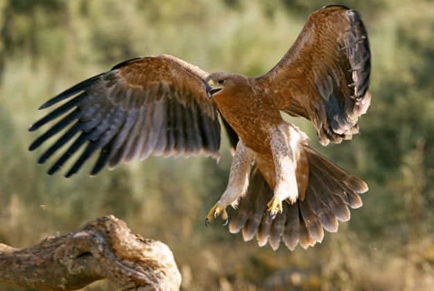 L’animal totem aigle, découvrez aujourd’hui son symbolisme