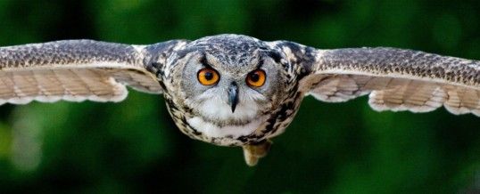 animal totem hibou