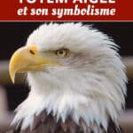 animal totem aigle